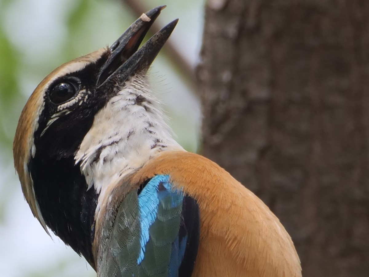 Indian Pitta - ML620782620