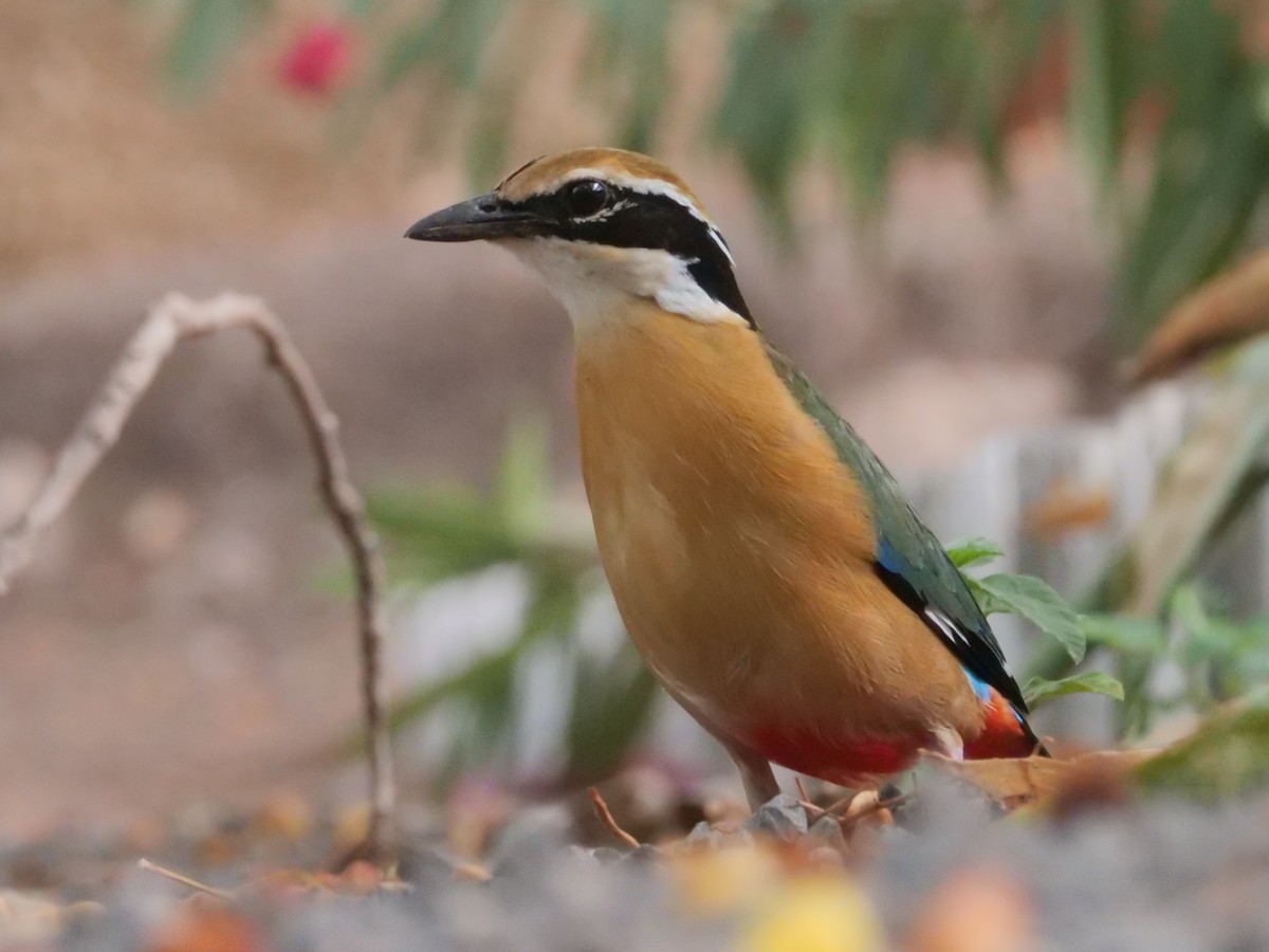 Indian Pitta - ML620782623