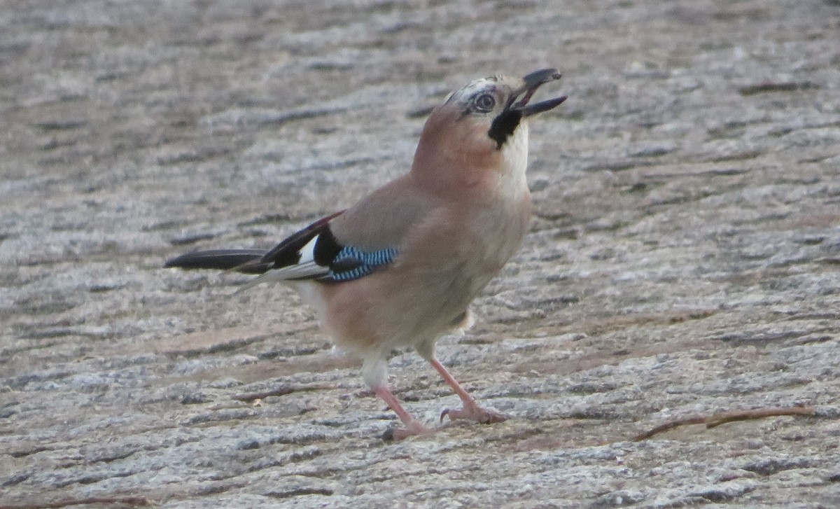 Eurasian Jay - Margarida Azeredo