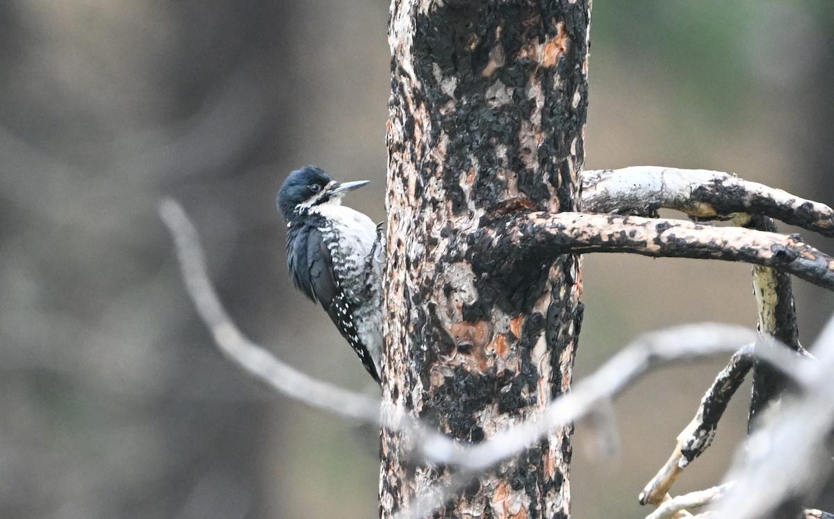 Black-backed Woodpecker - ML620782650