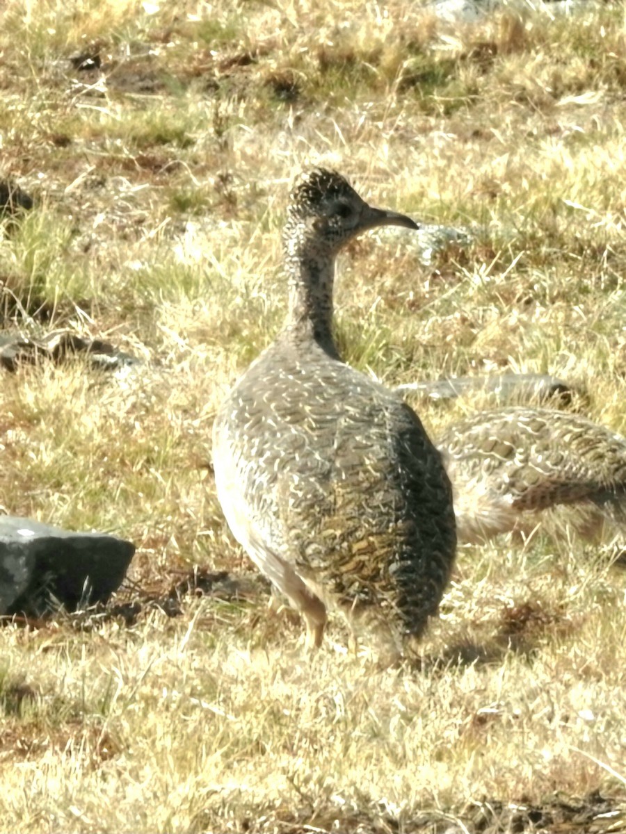 Ornate Tinamou - ML620782652