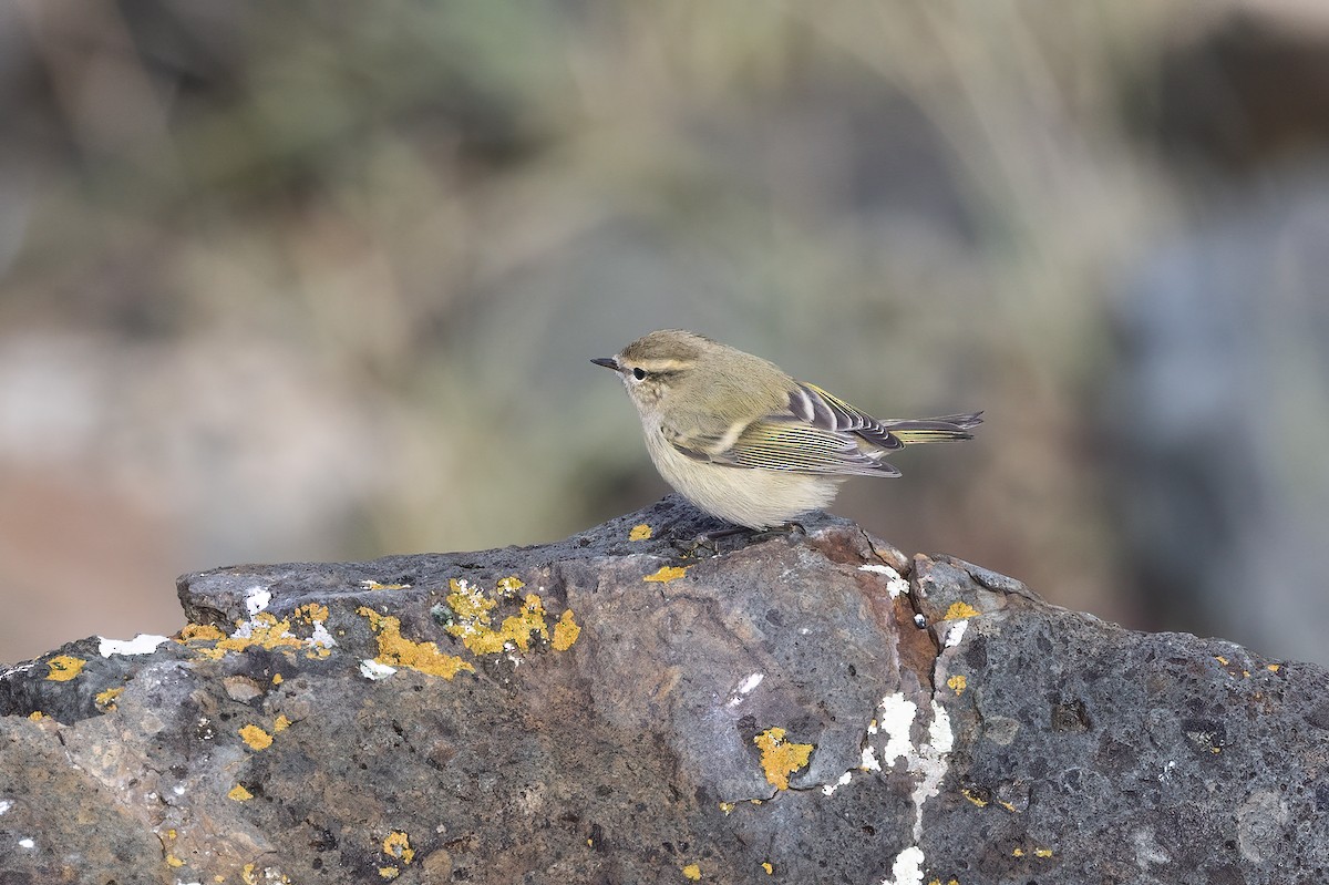 Hume's Warbler - ML620782655