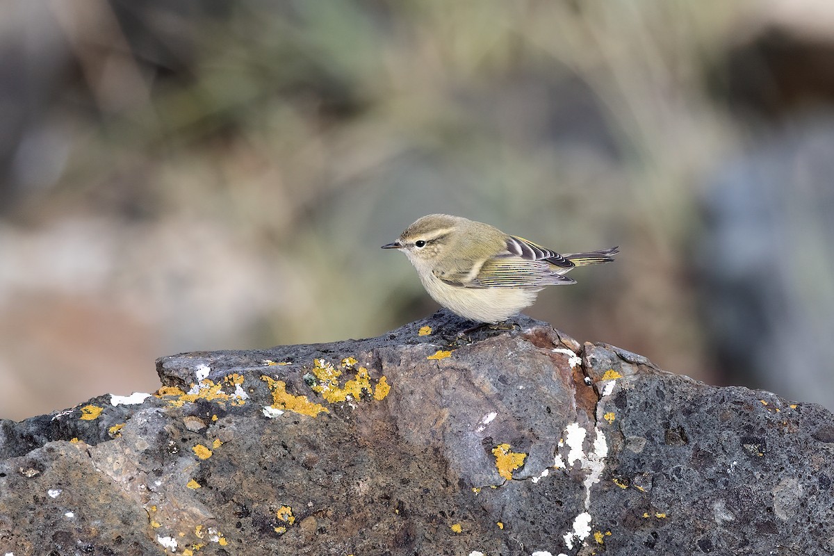 Hume's Warbler - ML620782656
