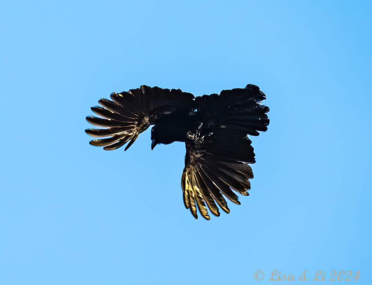 Black Magpie (Bornean) - ML620782671