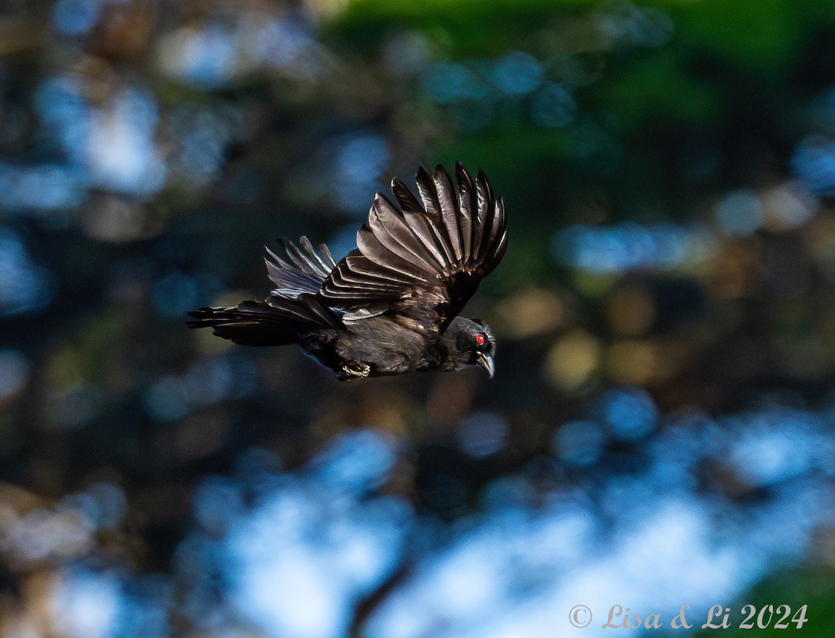 Black Magpie (Bornean) - ML620782672