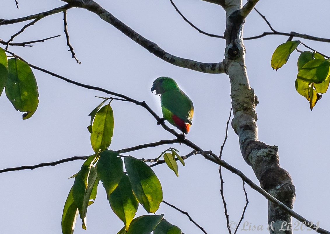 Blue-crowned Hanging-Parrot - ML620782685