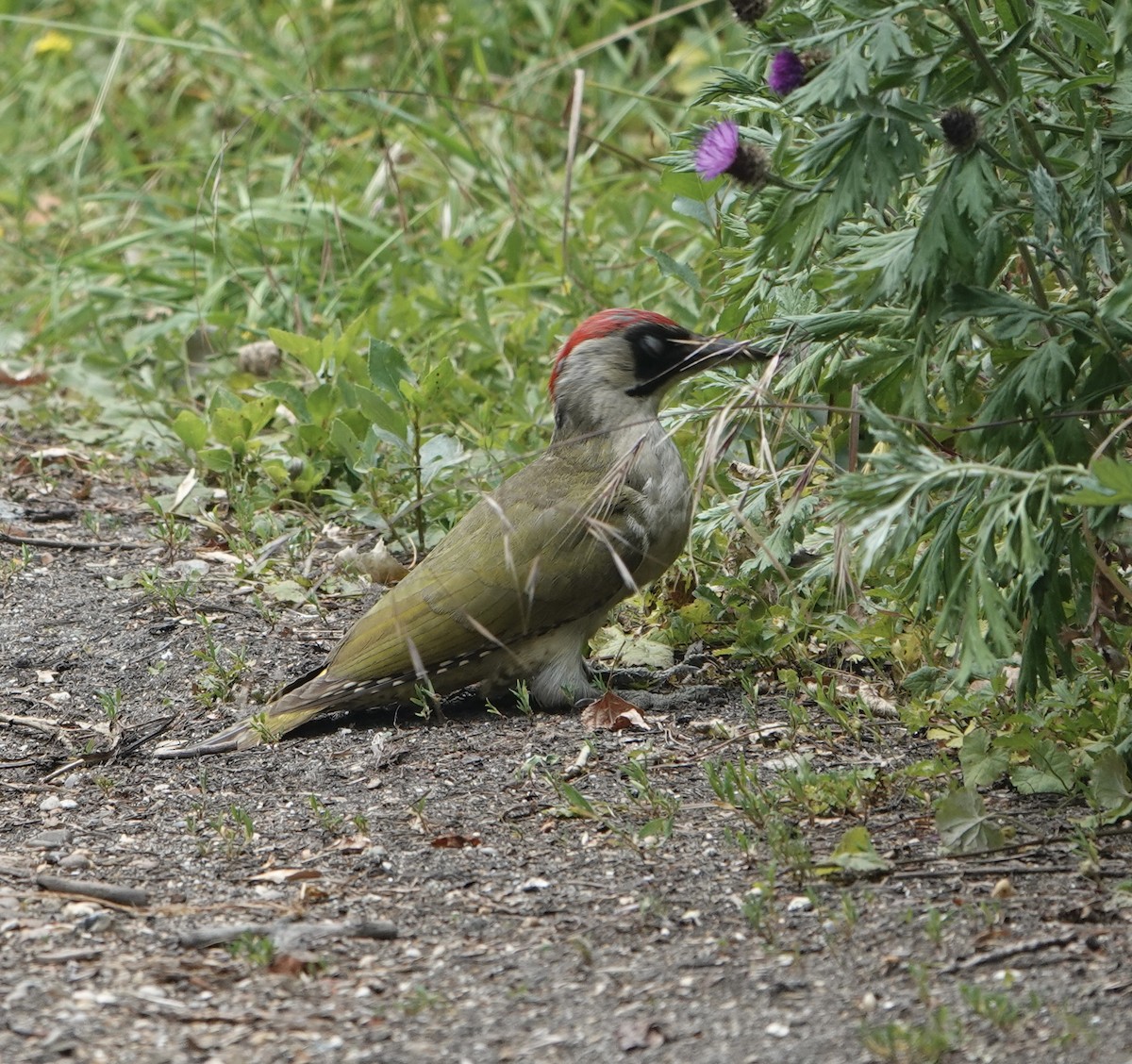 Eurasian Green Woodpecker - ML620782687