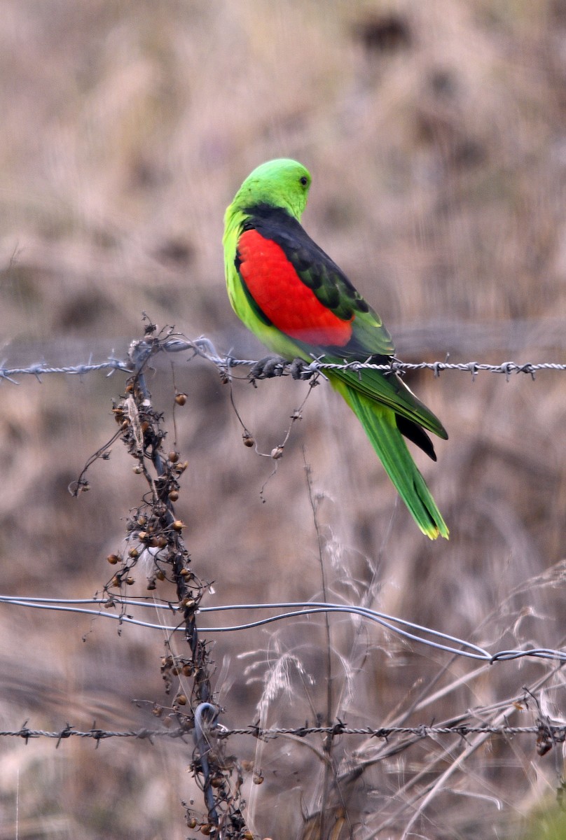 Red-winged Parrot - ML620782711