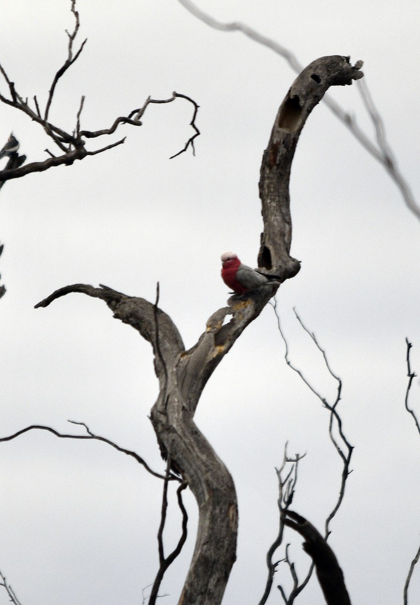 Cacatúa Galah - ML620782716