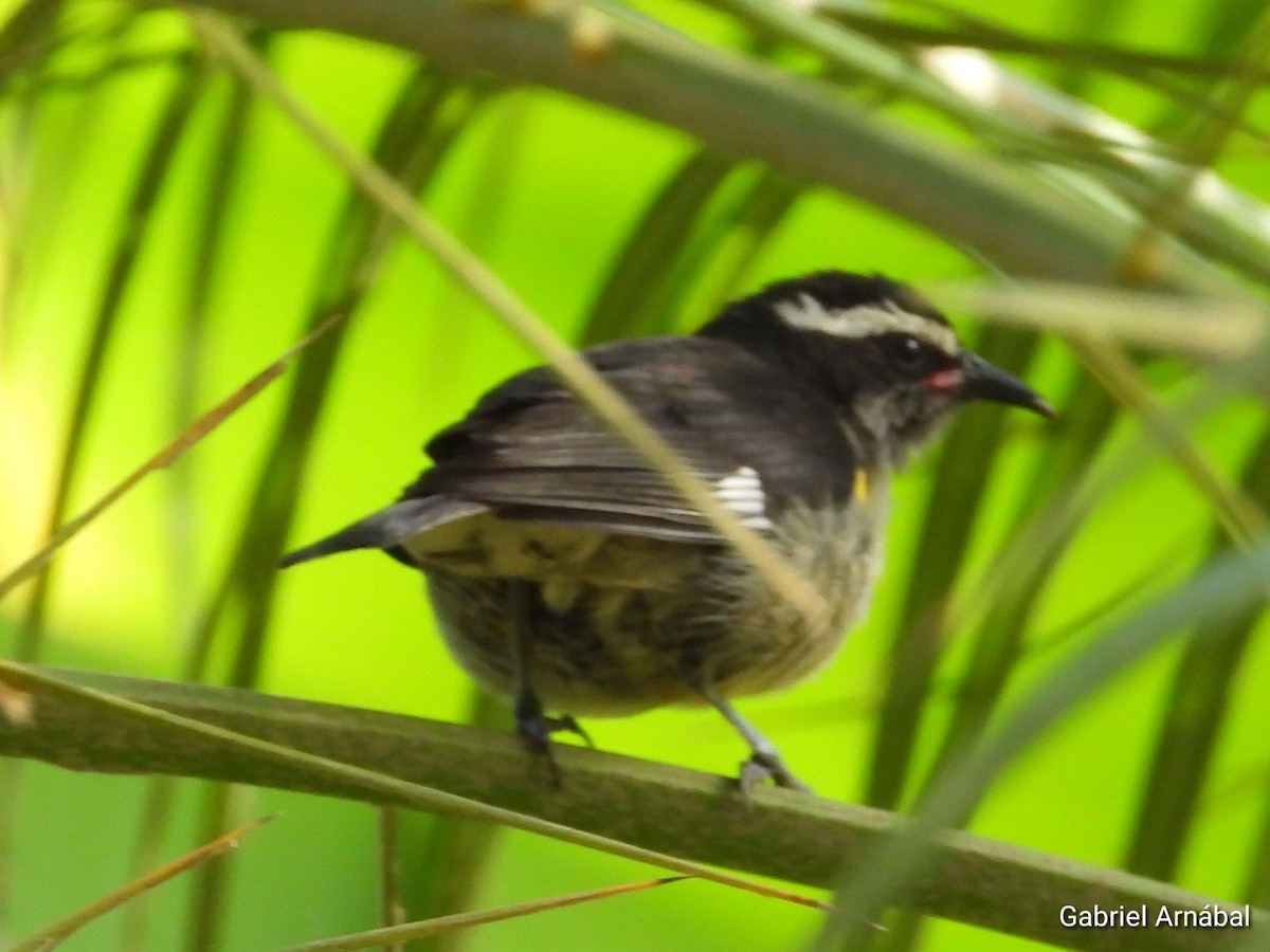 Zuckervogel - ML620782720