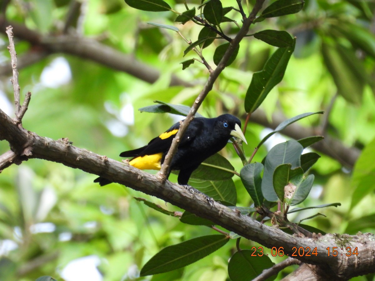 Yellow-rumped Cacique - ML620782721