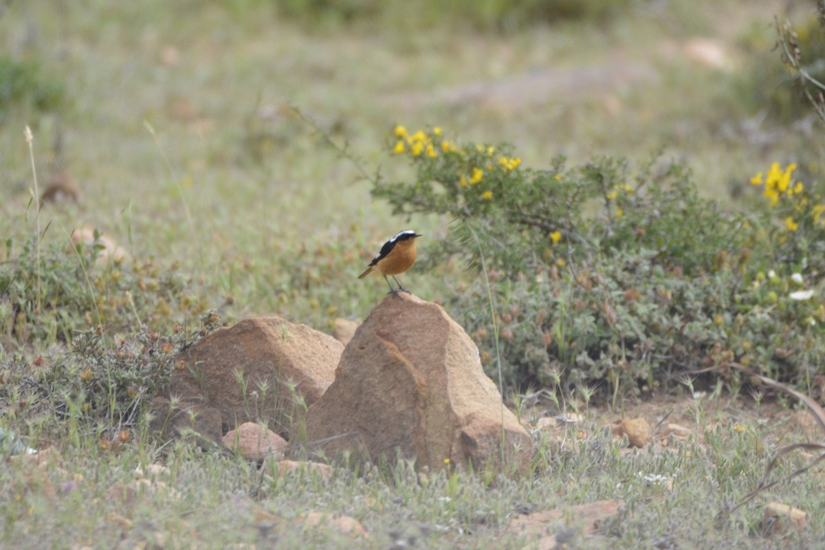 Rougequeue de Moussier - ML620782725