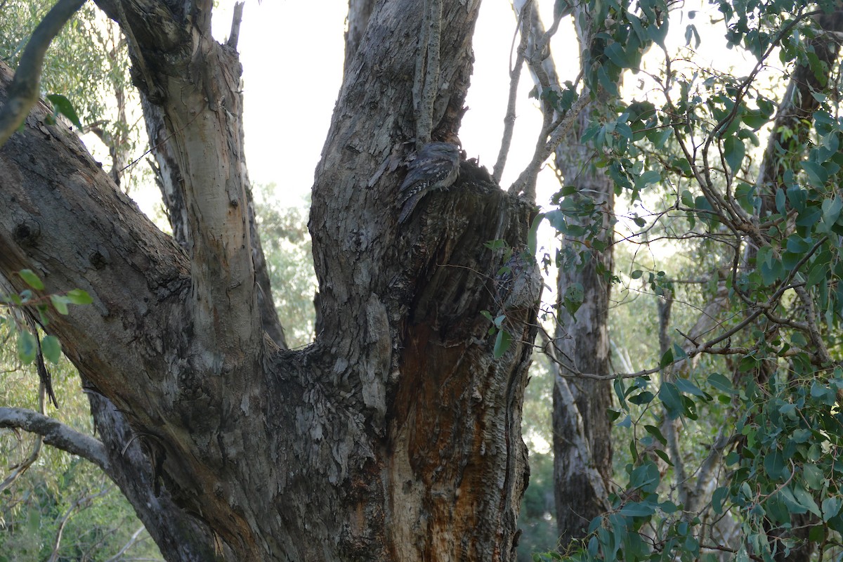 Tawny Frogmouth - ML620782730