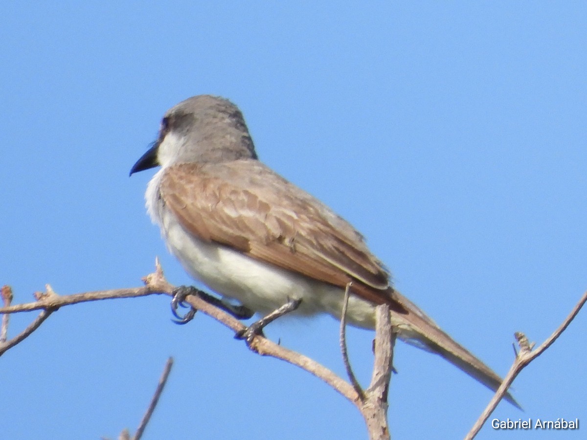 Gray Kingbird - ML620782740