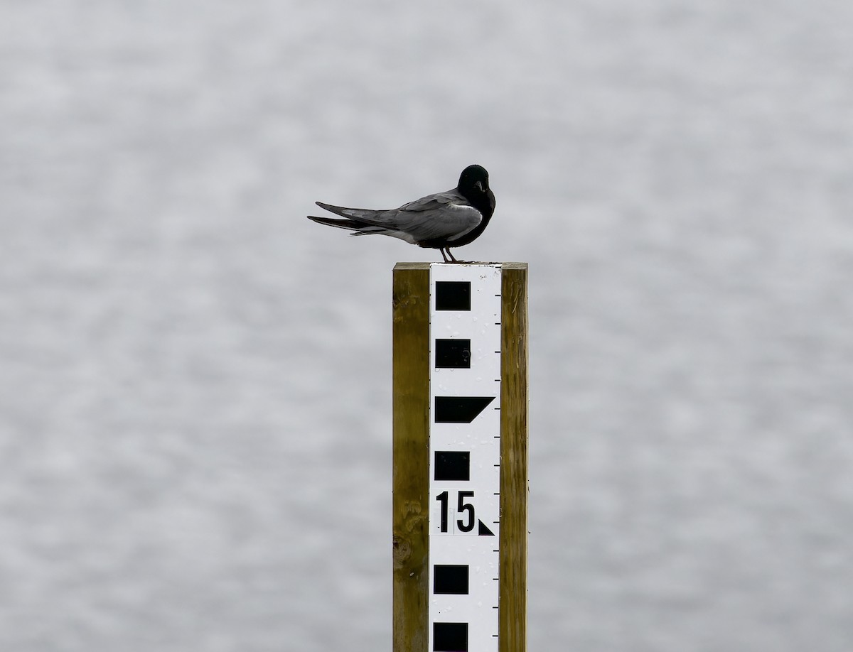 Black Tern - ML620782781