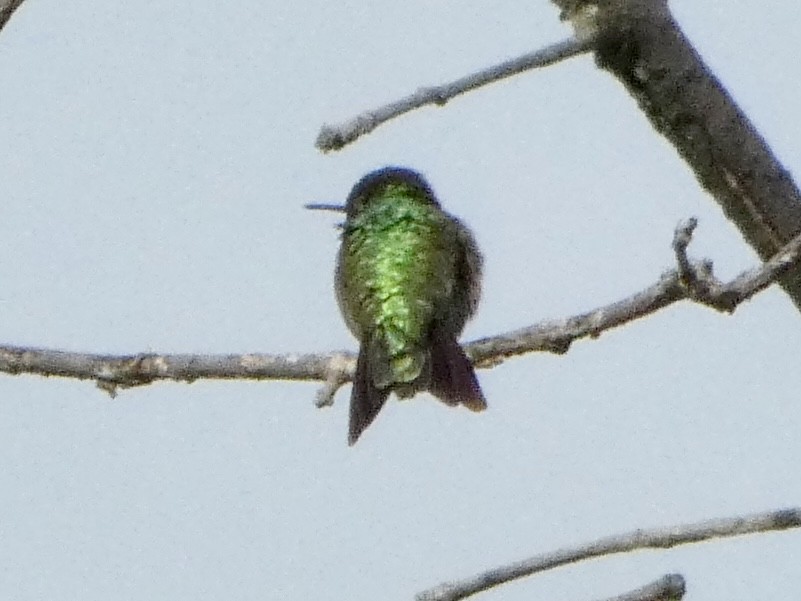 Ruby-throated Hummingbird - ML620782782