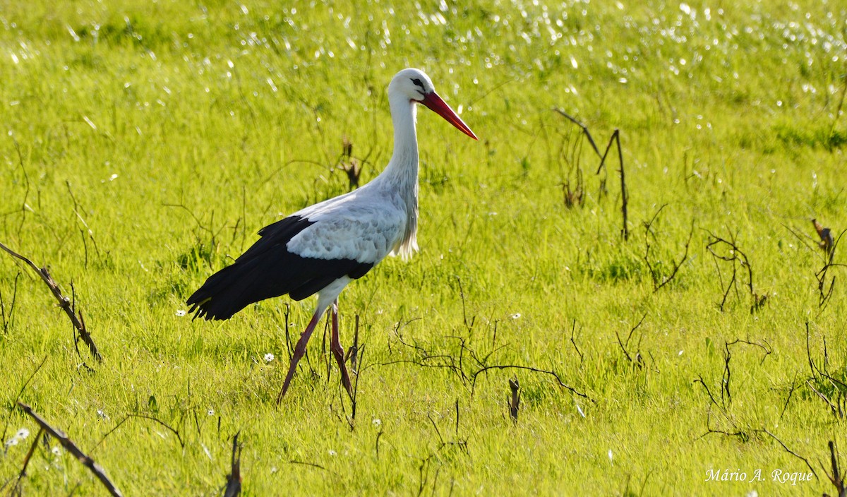 White Stork - ML620782806