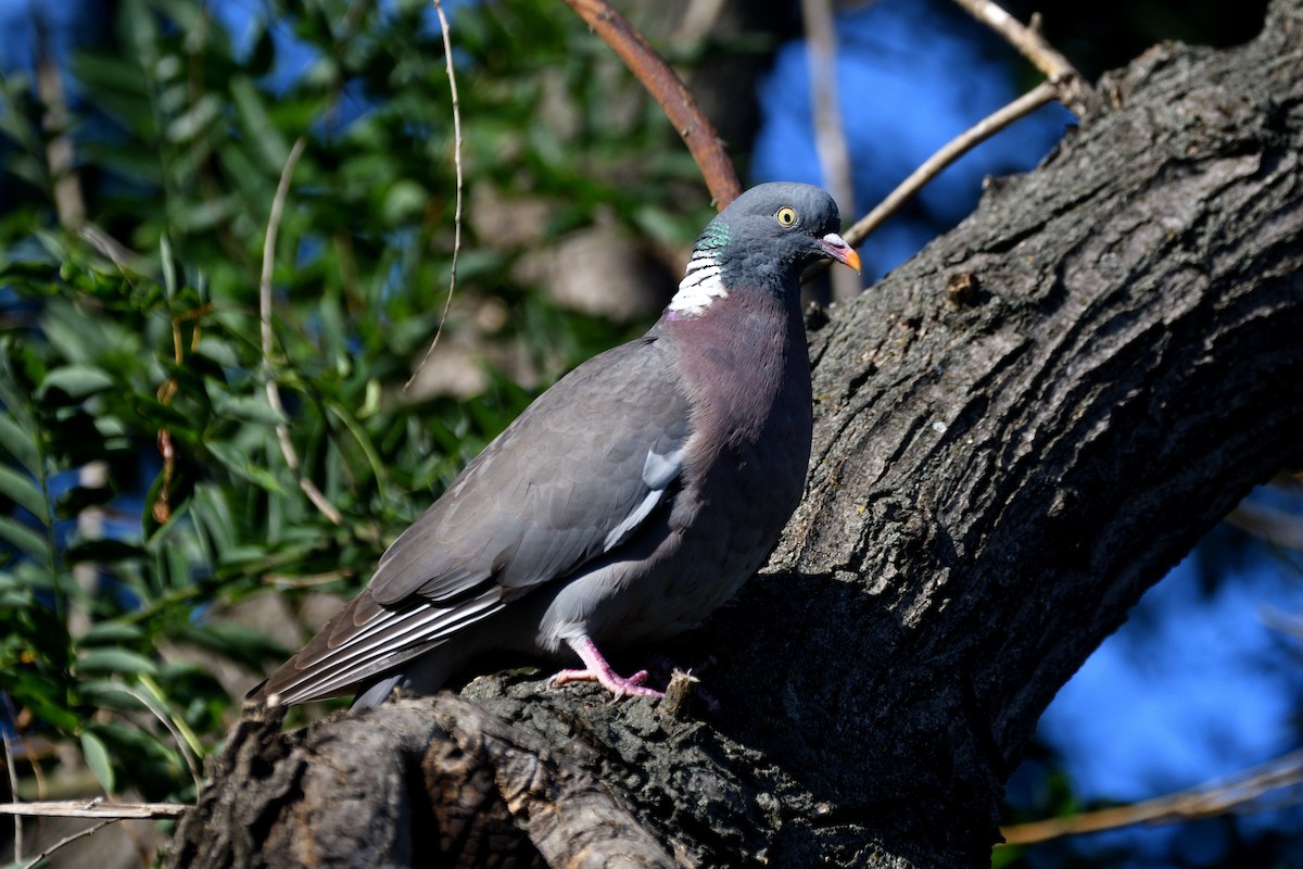 Common Wood-Pigeon - ML620782808