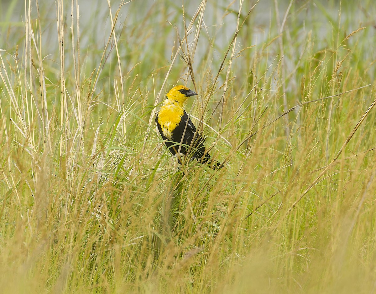 Yellow-headed Blackbird - ML620782810