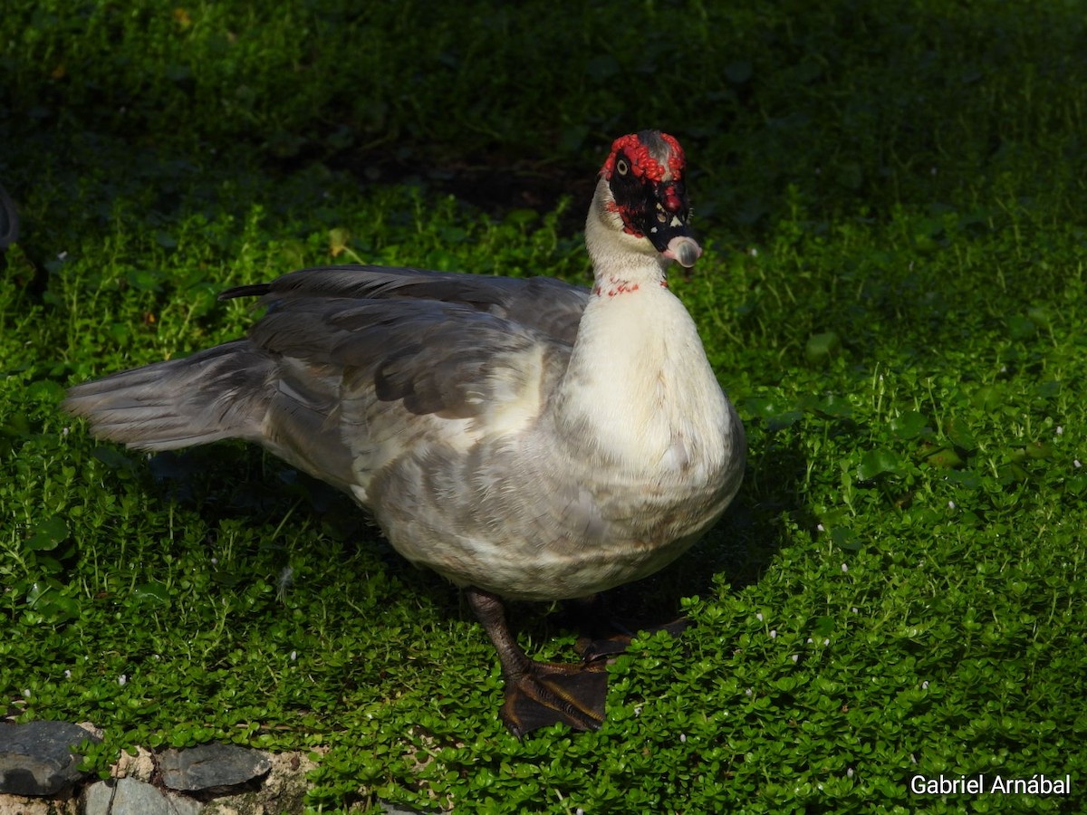 Muscovy Duck (Domestic type) - ML620782812
