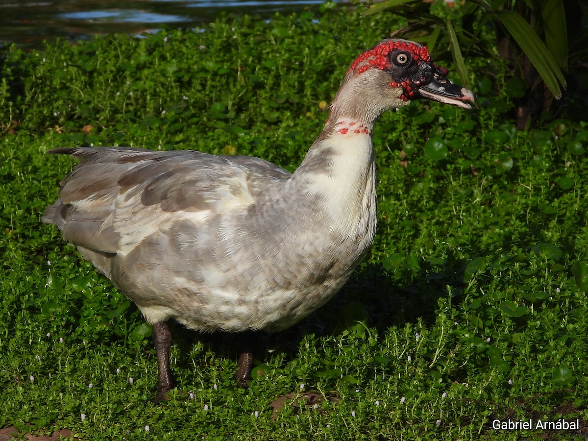Muscovy Duck (Domestic type) - ML620782817