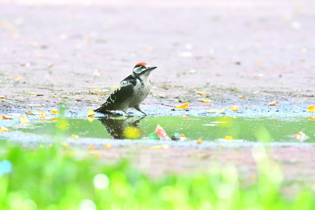 Great Spotted Woodpecker - Alejandro Gómez Vilches