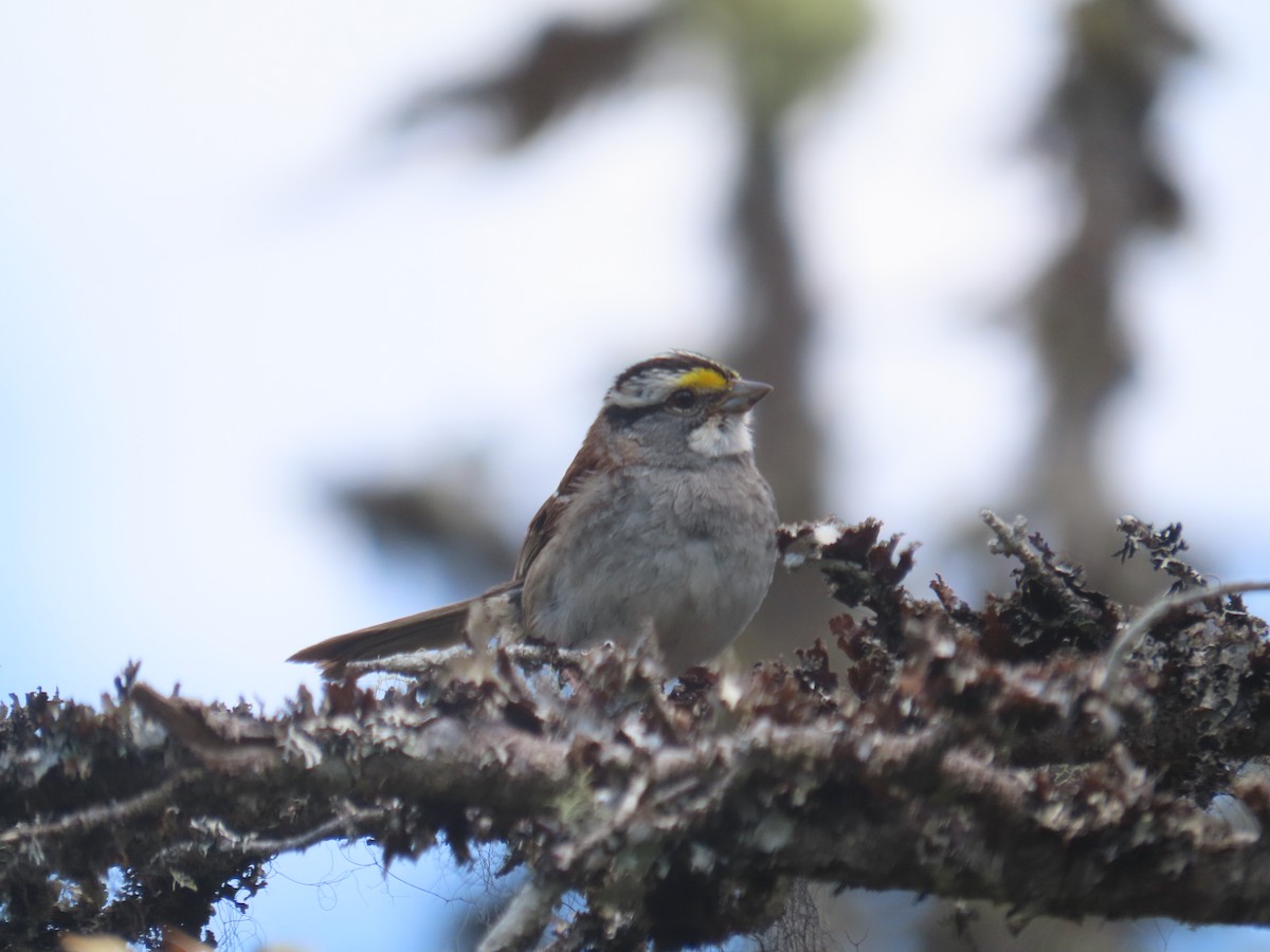 White-throated Sparrow - ML620782889