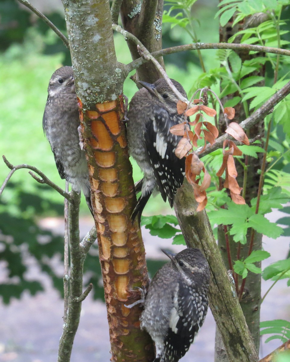 Дятел-смоктун жовточеревий - ML620782966