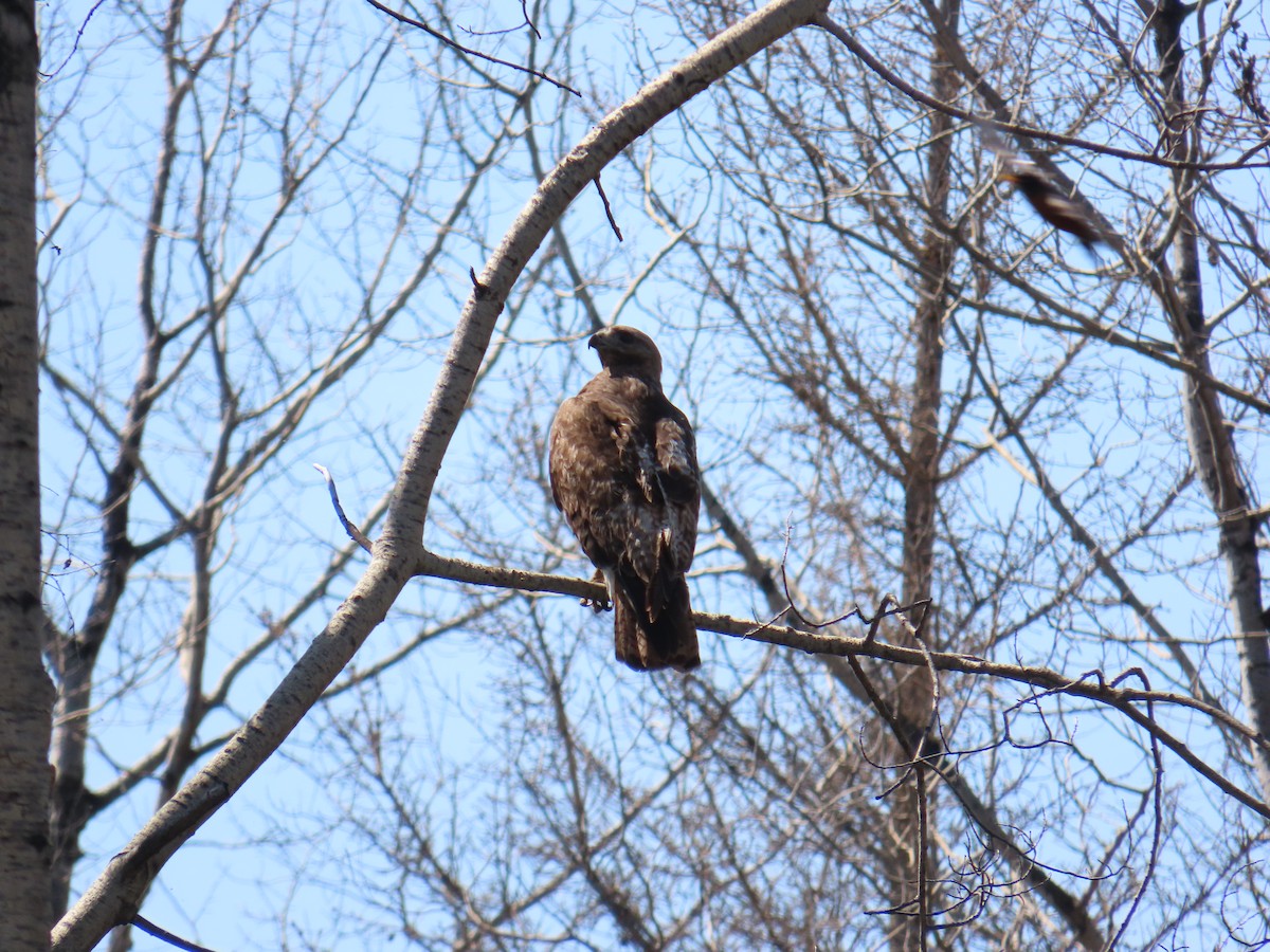 Red-tailed Hawk - ML620782975
