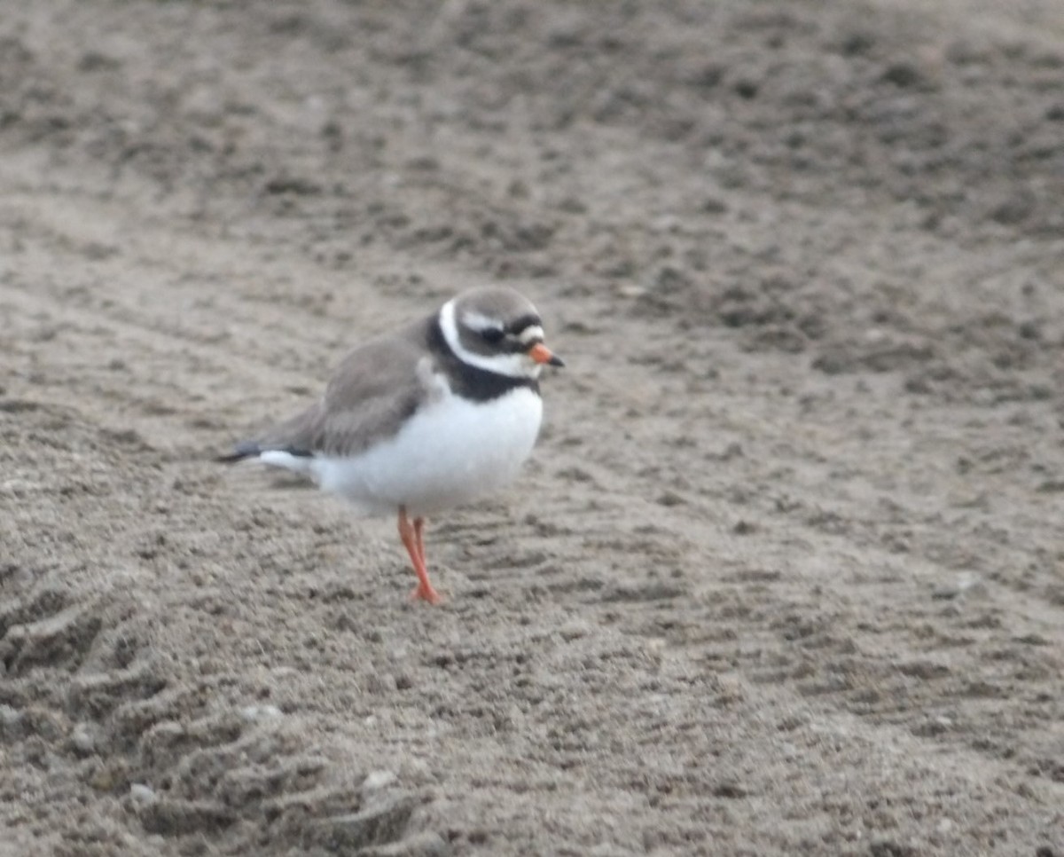 Common Ringed Plover - ML620782978
