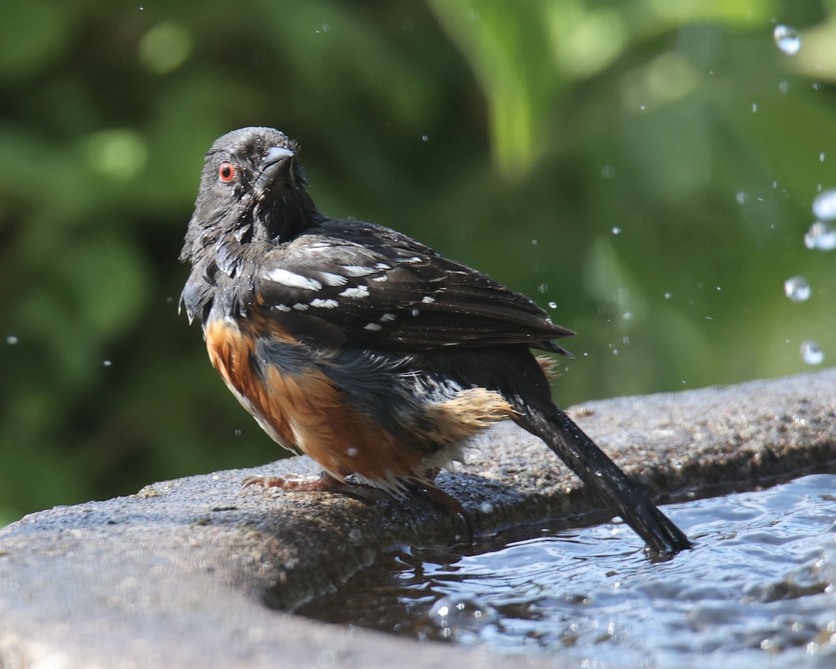 Spotted Towhee - ML620783018