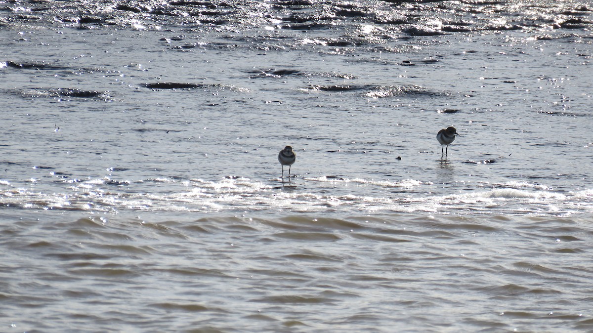 Two-banded Plover - ML620783034