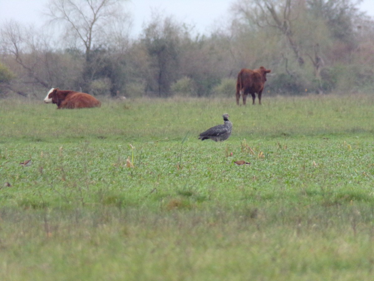 Southern Screamer - ML620783050