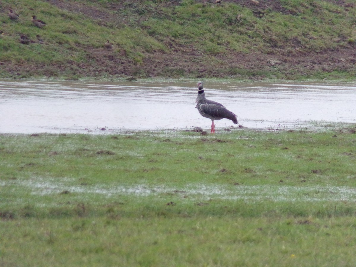 Southern Screamer - ML620783052