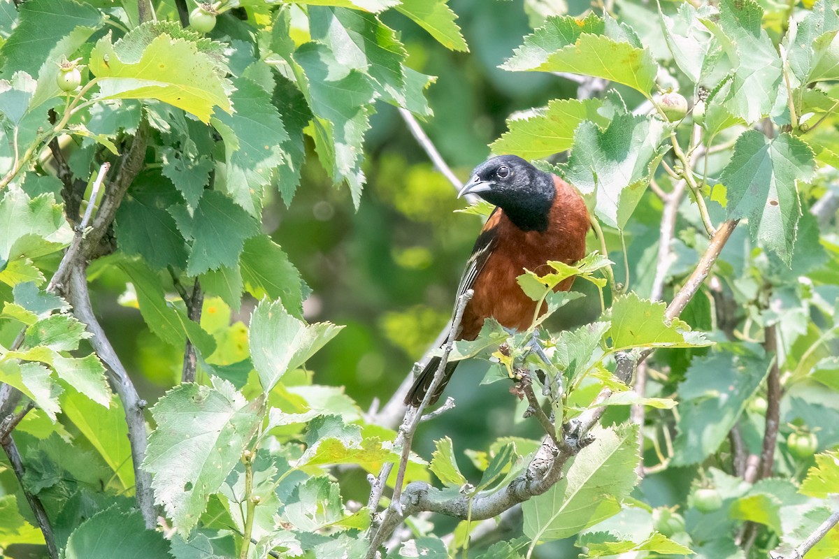 Orchard Oriole - ML620783096