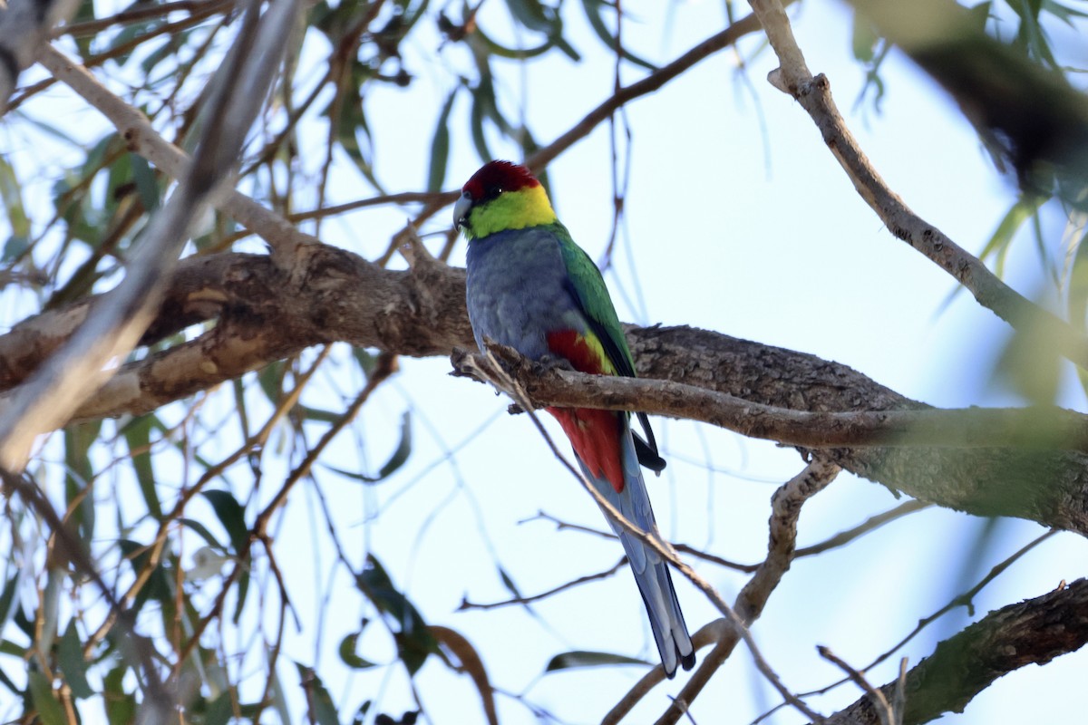 Red-capped Parrot - ML620783101