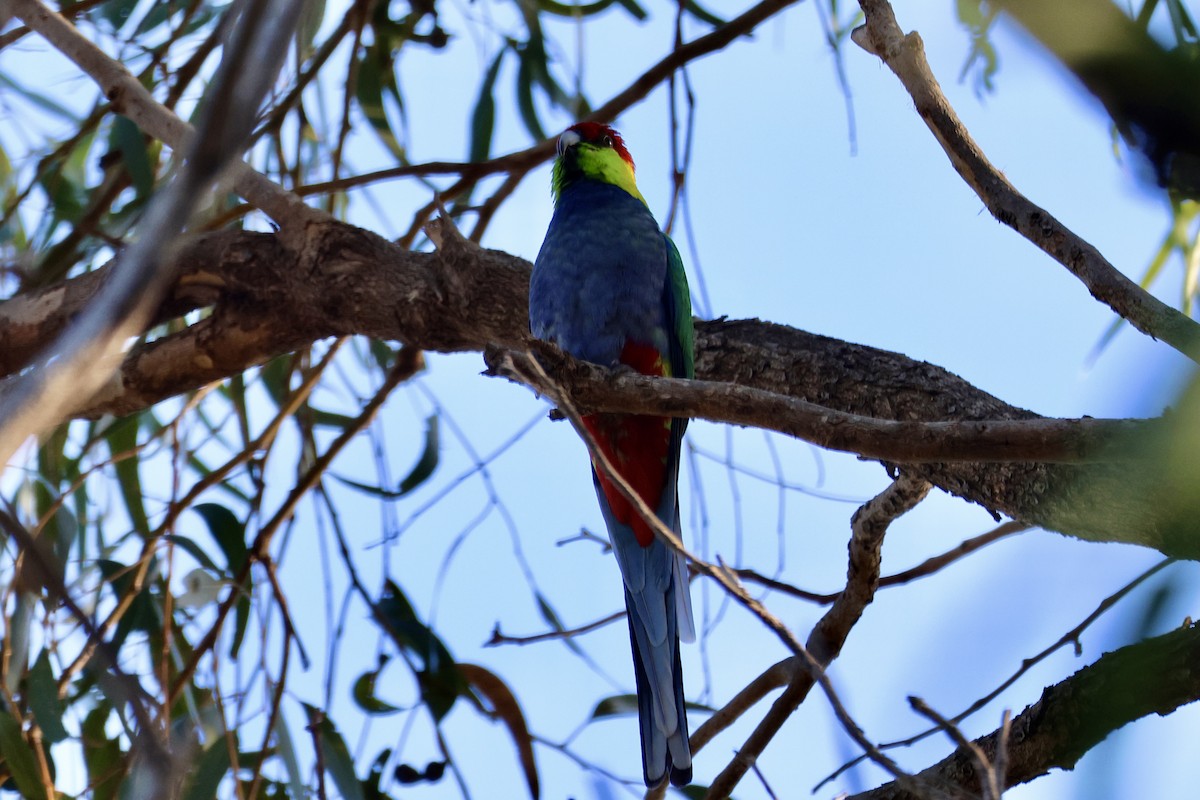 Red-capped Parrot - ML620783102