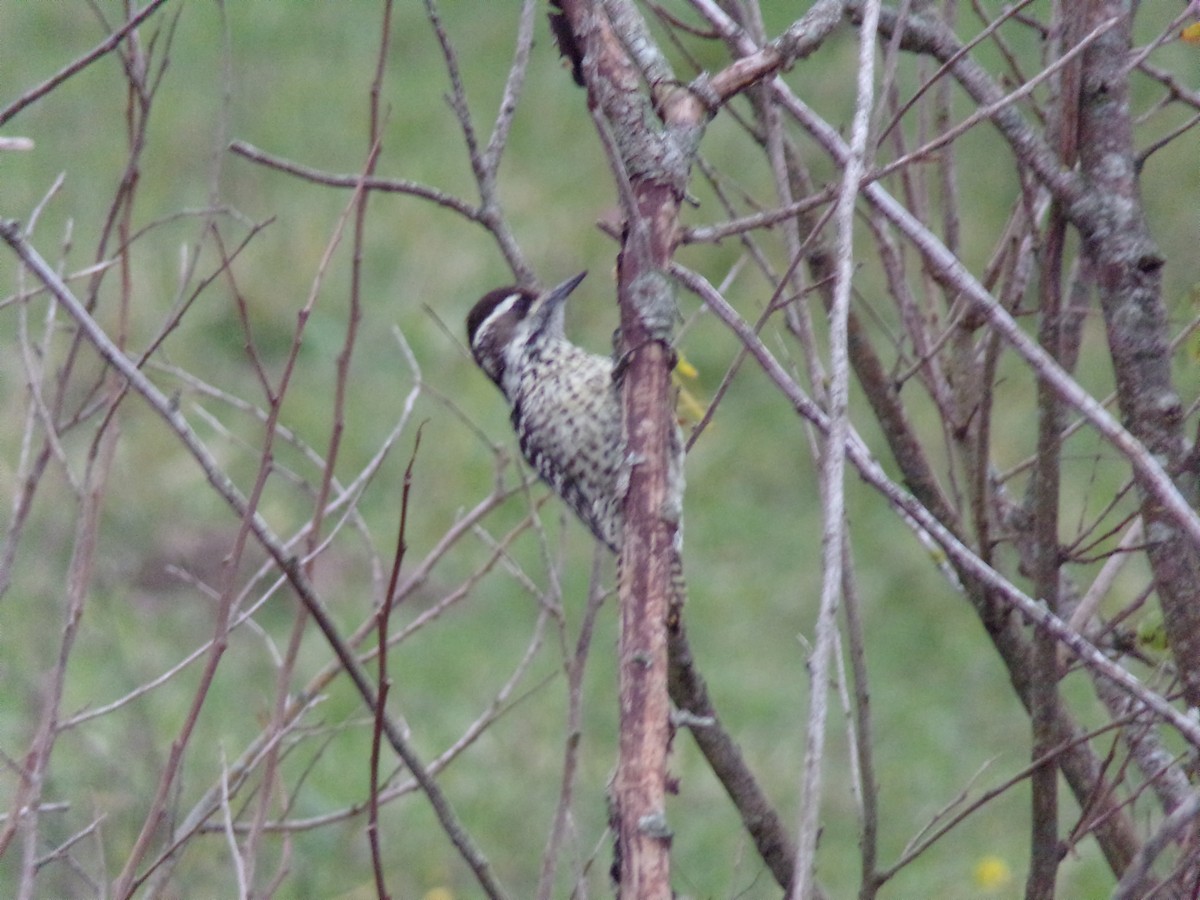 Checkered Woodpecker - ML620783121