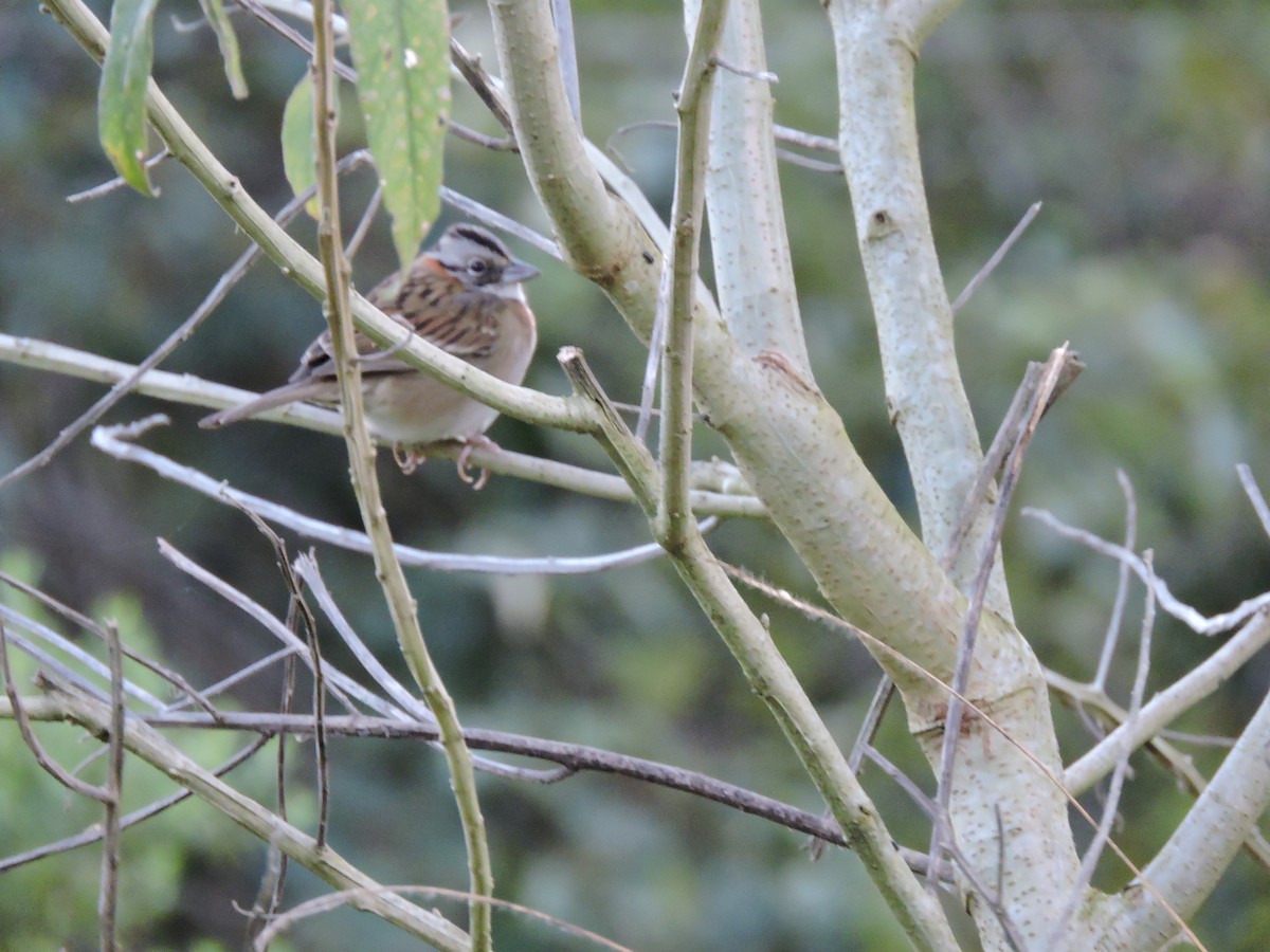 Rufous-collared Sparrow - ML620783174