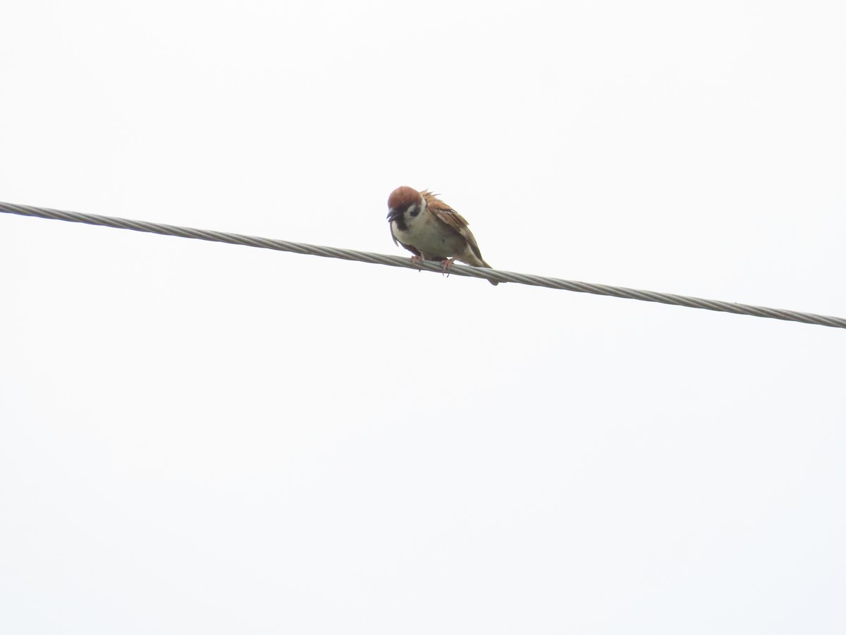 Eurasian Tree Sparrow - ML620783177