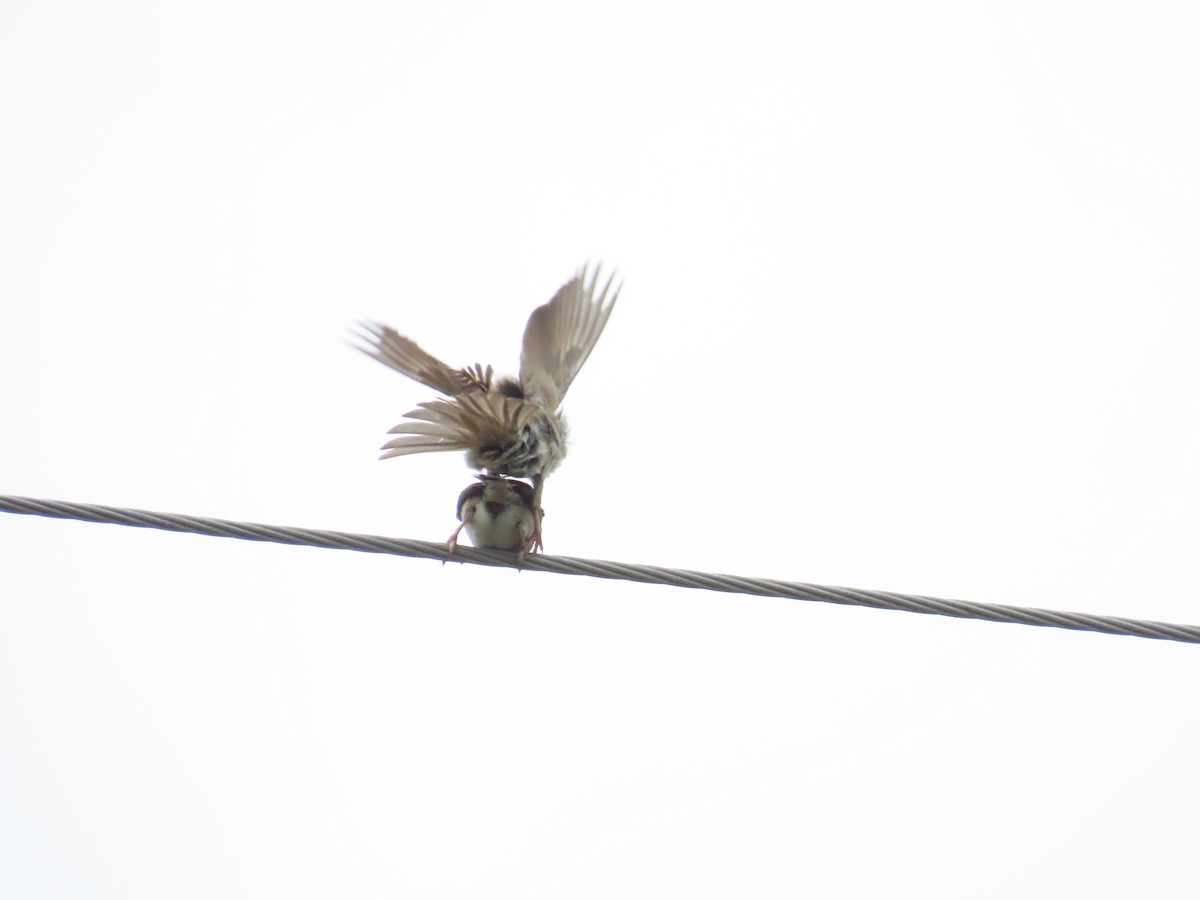 Eurasian Tree Sparrow - ML620783178