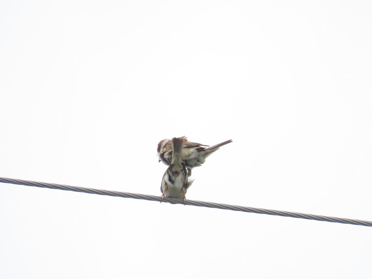 Eurasian Tree Sparrow - ML620783179