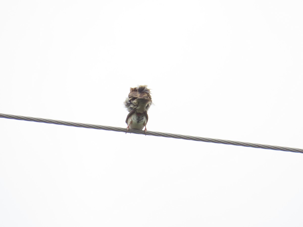 Eurasian Tree Sparrow - ML620783180