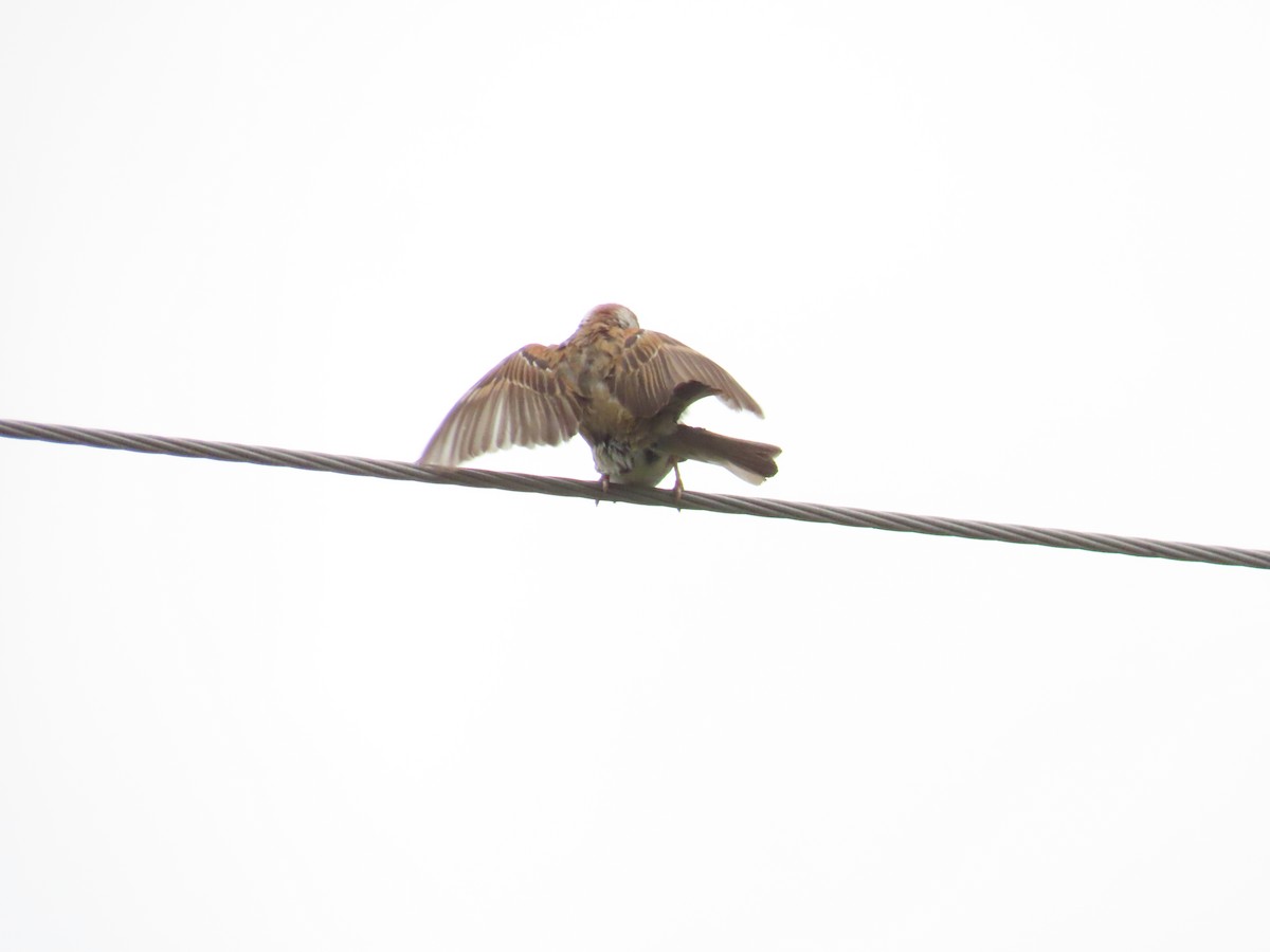 Eurasian Tree Sparrow - ML620783182
