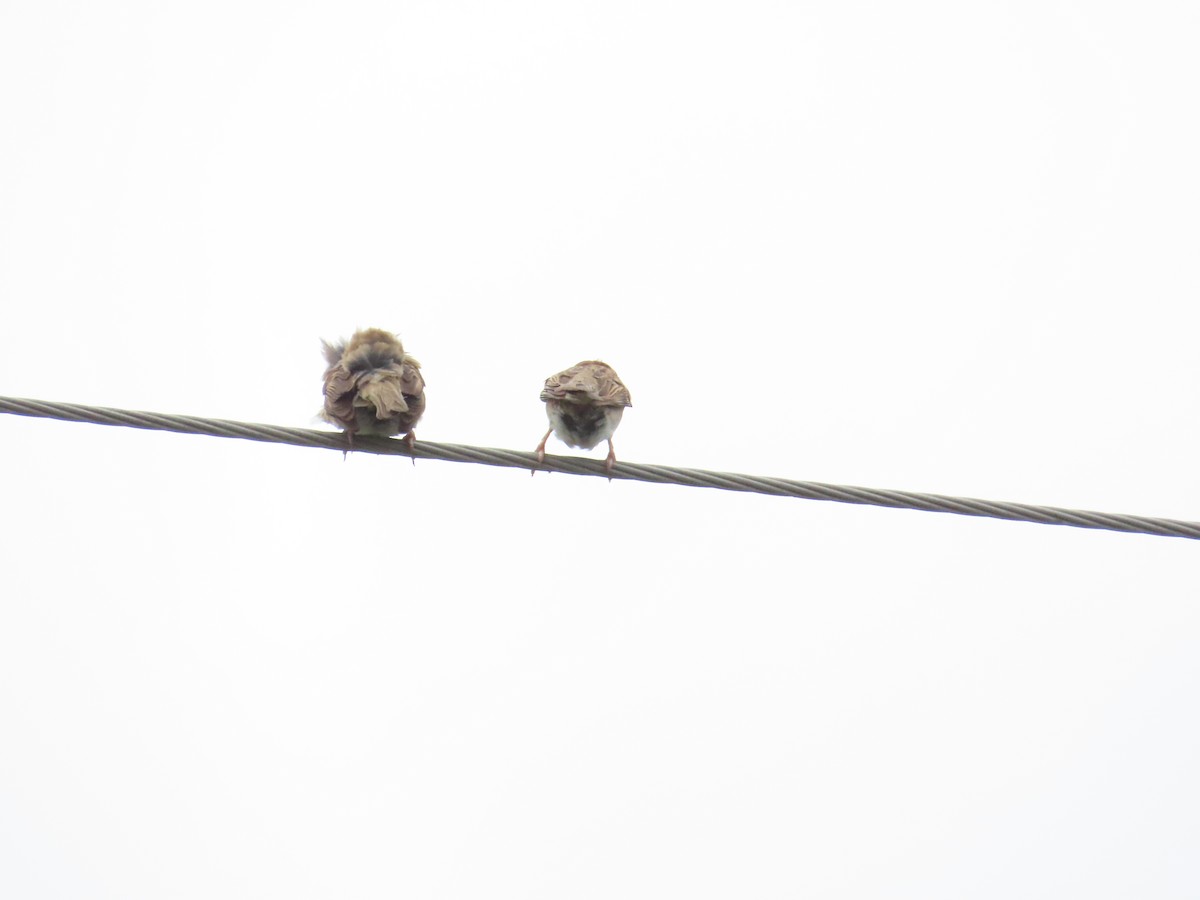 Eurasian Tree Sparrow - ML620783183