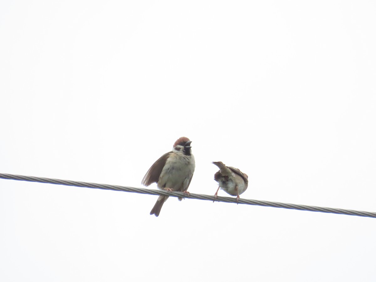 Eurasian Tree Sparrow - ML620783184