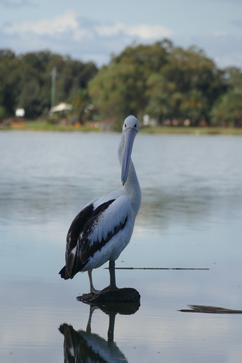 Австралийский пеликан - ML620783253