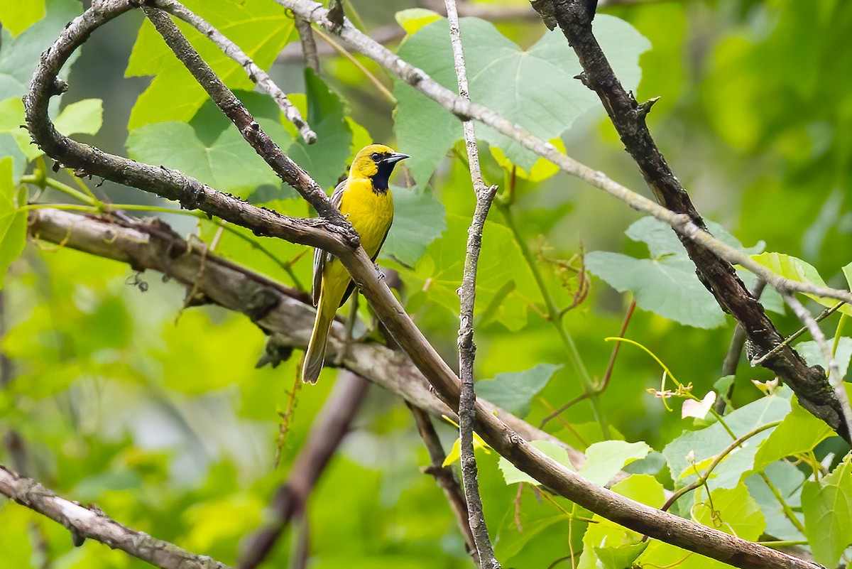 Orchard Oriole - ML620783270
