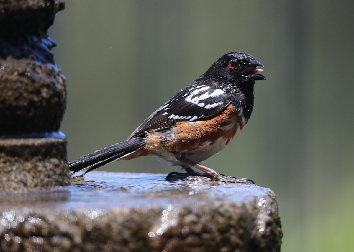Spotted Towhee - ML620783289