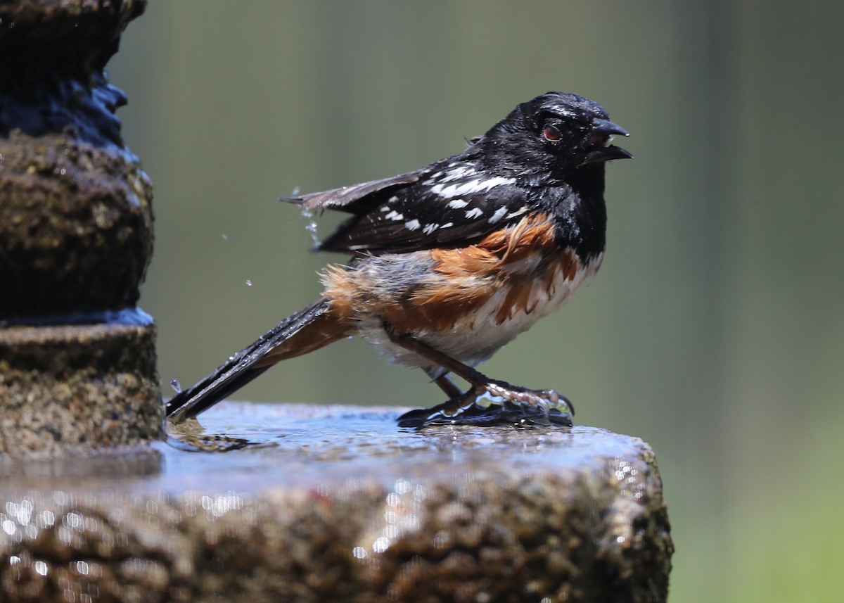 Spotted Towhee - ML620783290